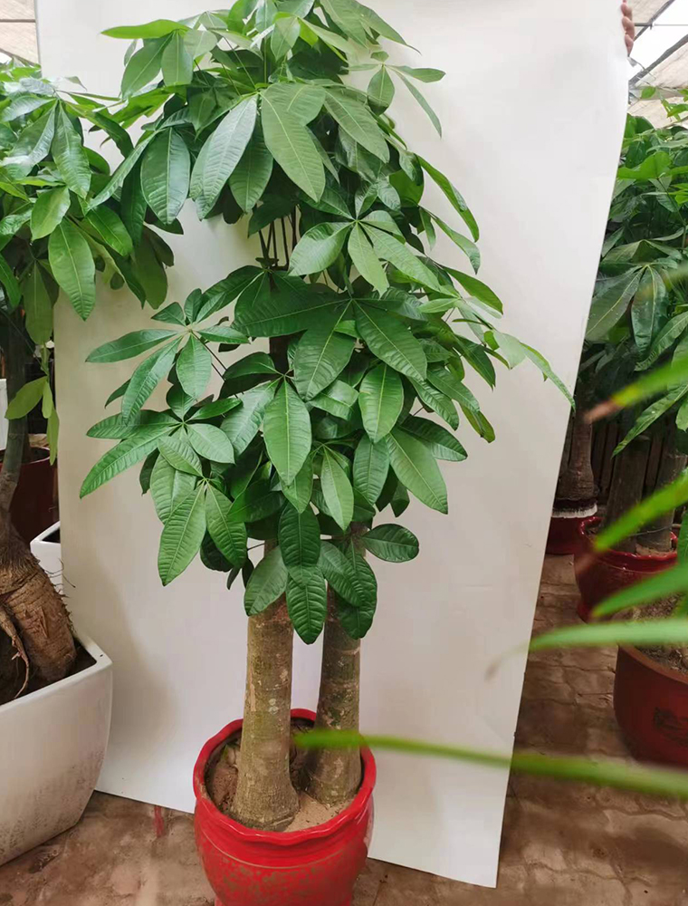 步步高发财树