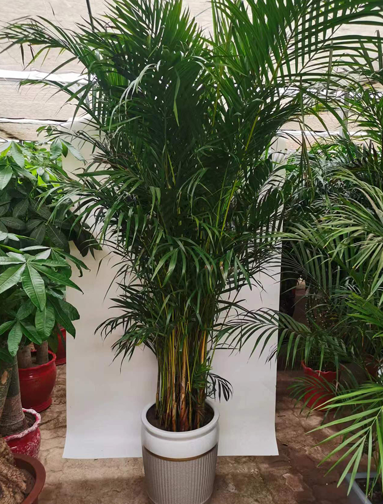 凤尾竹