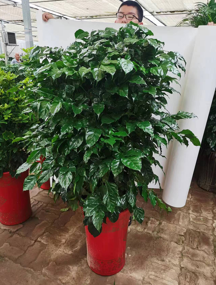 绿元宝