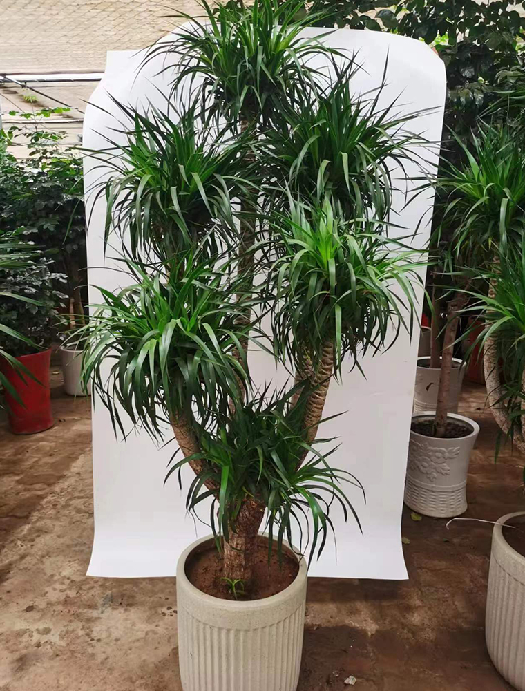 造型龙血树
