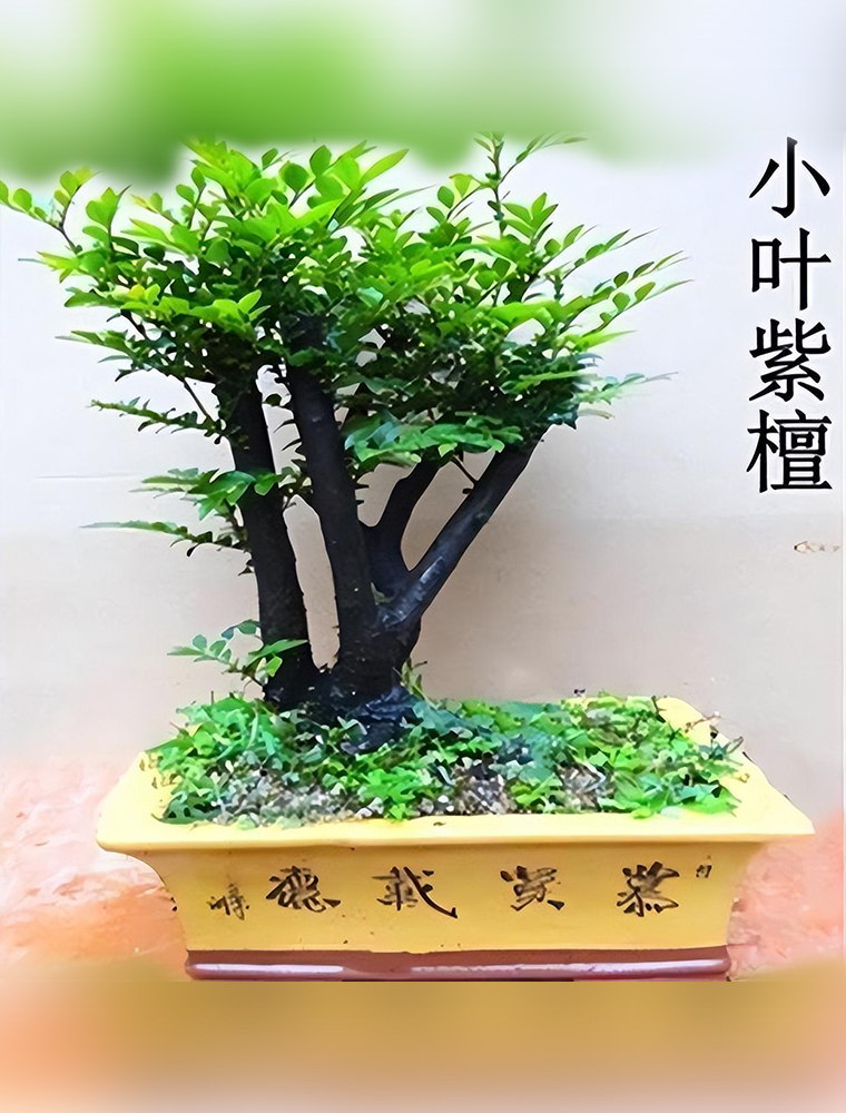 苗木盆景3