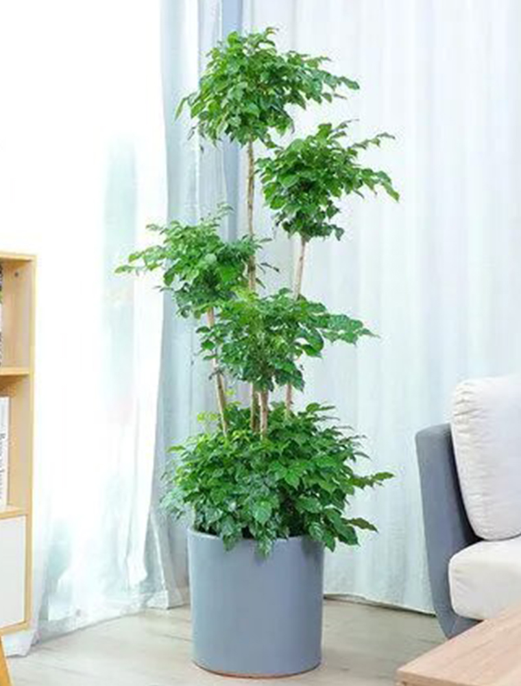 造型元宝树