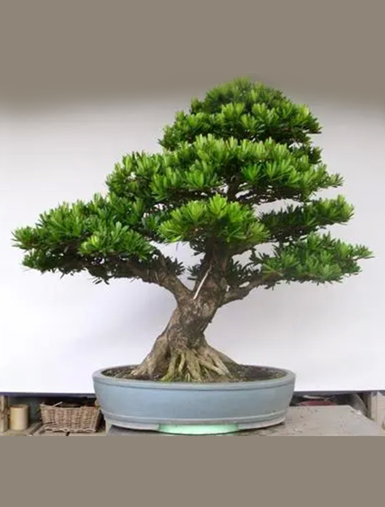 罗汉松盆景