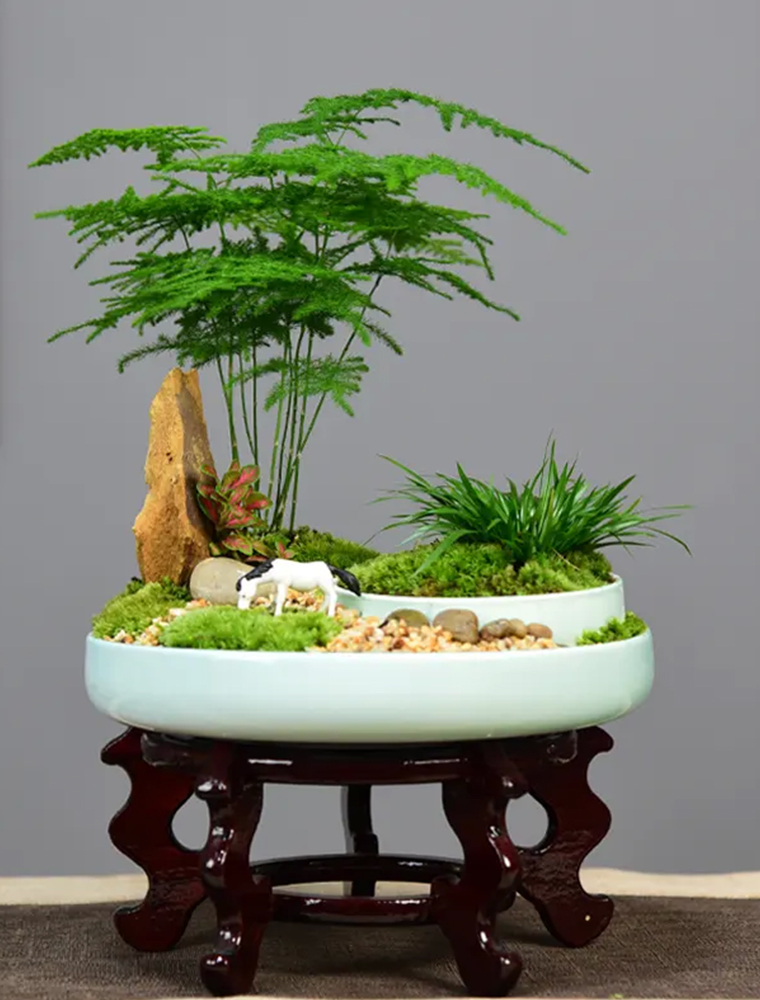 盆景