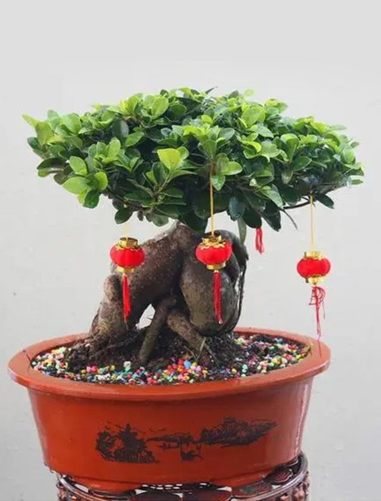 榕树盆景