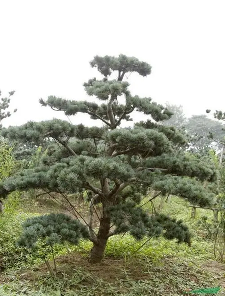五针松