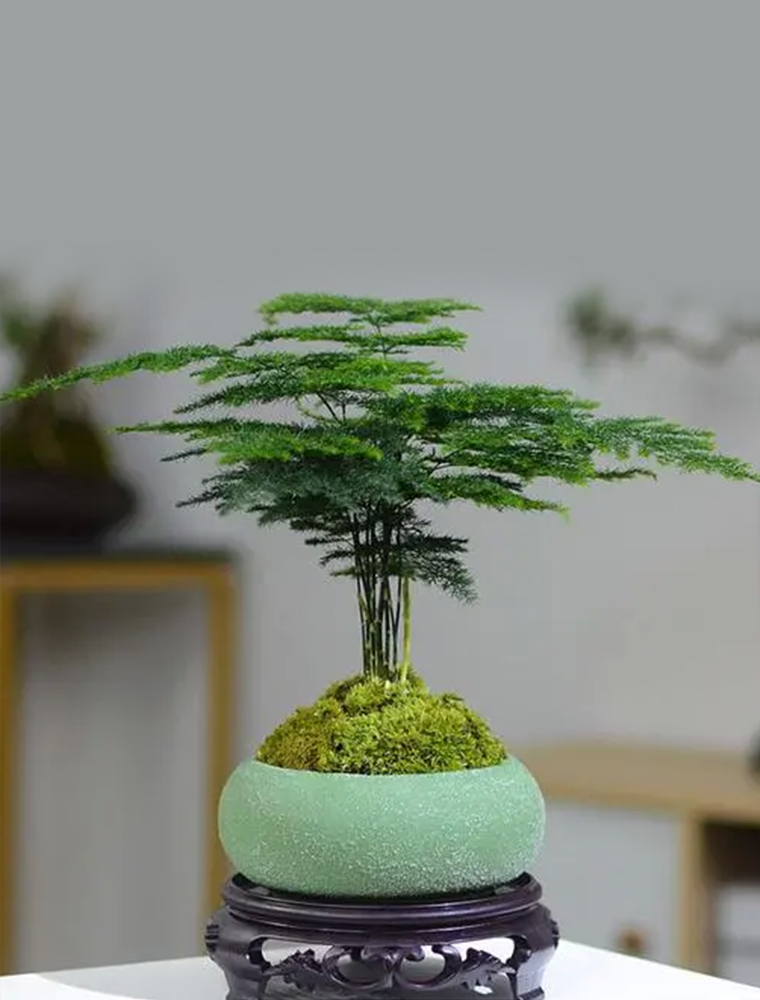 云竹